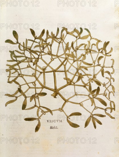 Mistletoe, Viscum album, coloured illustration by Leonhart Fuchs, (1542), from De historia stirpium commentarii insignes, digital reproduction in authentic condition, Historical