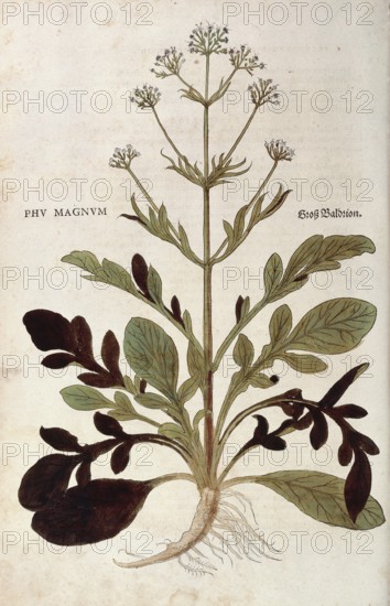 Valerian, Valeriana officinalis, Phu magnum, coloured illustration by Leonhart Fuchs, (1542), from De historia stirpium commentarii insignes, digital reproduction in authentic condition, Historical