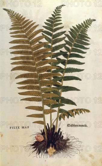 True worm fern, Dryopteris filix-mas, coloured illustration by Leonhart Fuchs, (1542), from De historia stirpium commentarii insignes, digital reproduction in authentic condition, Historical