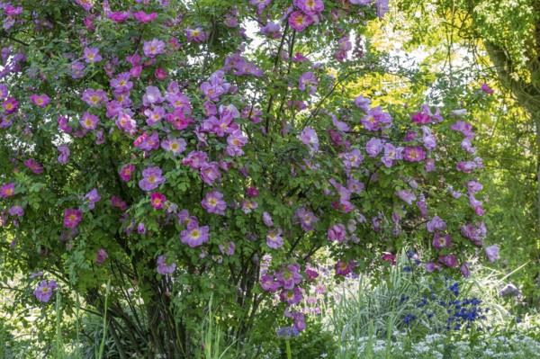 Rose, pink shrub rose, North Rhine-Westphalia, Germany