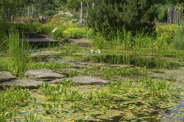 Pond with water lilies, district educational garden, Burgsteinfurt, Steinfurt, Münsterland, North Rhine-Westphalia, Germany