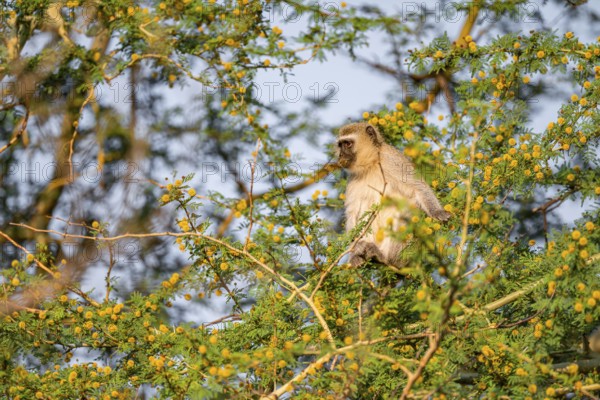 Southern vervet monkey (Chlorocebus pygerythrus) sitting in a flowering tree, eating yellow flowers of an acacia tree, Kruger National Park, South Africa