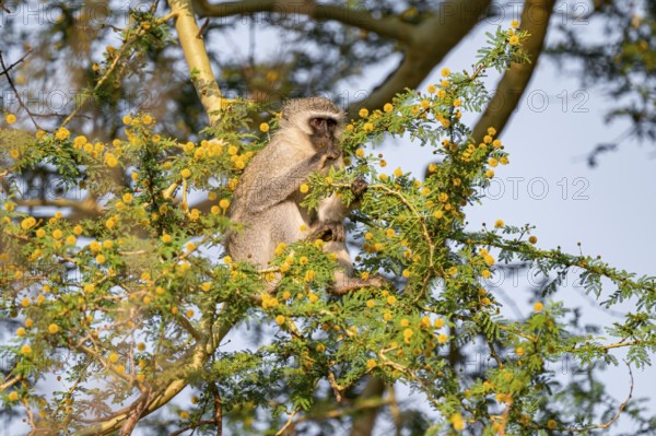 Southern vervet monkey (Chlorocebus pygerythrus) sitting in a flowering tree, eating yellow flowers of an acacia tree, Kruger National Park, South Africa