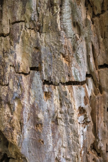 Nahaufnahme, Makro, Totholz, abgestorbener Baumstamm, morsches, verwittertes Holz, Struktur, Oberfläche, Formatfüllend, Deutschland