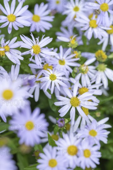 Nahaufnahme, Makro, Eingeschnittene Schönaster, auch japanische Scheinaster, Blue Star (Kalimeris incisa), Deutschland