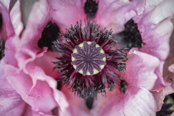 Nahaufnahme, Makro, Draufsicht, Türkischer, Orientalischer Mohn, Schlafmohn (Papaver orientale), Blütenblätter und Kapsel, Deutschland