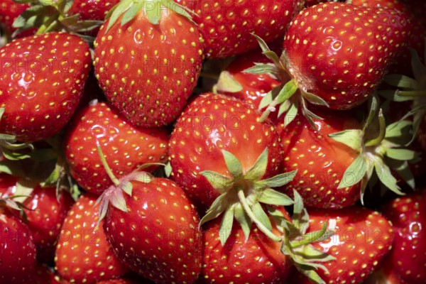 Nahaufnahme, Makro, Draufsicht, geerntete Erdbeeren, Formatfüllend, Deutschland