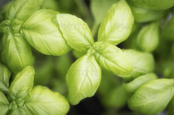 Nahaufnahme, Makro, Draufsicht, Basilikum (Ocimum basilicum), Basilikumblätter, Formatfüllend, Deutschland