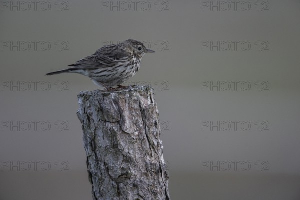Meadow pipit (Anthus pratensis), Emsland, Lower Saxony, Germany