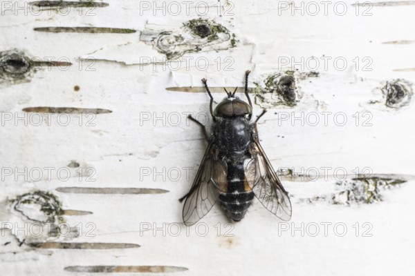 Gadfly (Hybromita bimaculata), Emsland, Lower Saxony, Germany