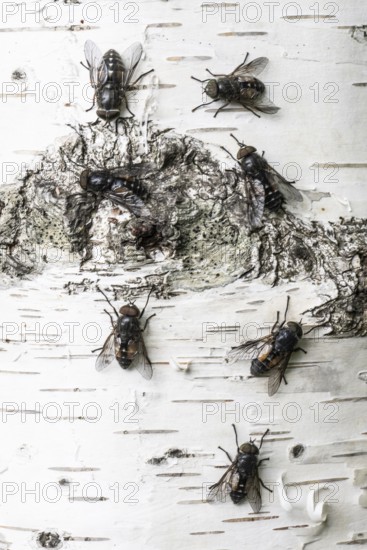 Gadfly (Hybromita bimaculata), Emsland, Lower Saxony, Germany