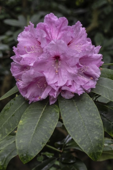Rhododendron blossom (Rhododendron Vitalio), Emsland, Lower Saxony, Germany