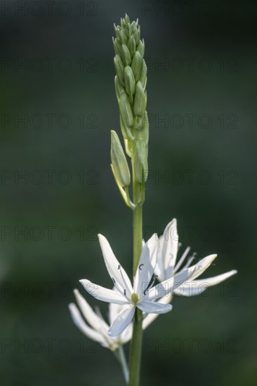 Grass lily (Anthericum liliago), Emsland, Lower Saxony, Germany