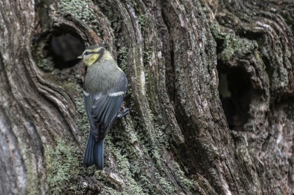 Blue tit (Parus caerulea), Emsland, Lower Saxony, Germany