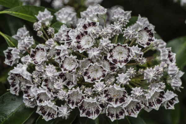 Laurel rose (Kalmia latifolia Nani), Emsland, Lower Saxony, Germany
