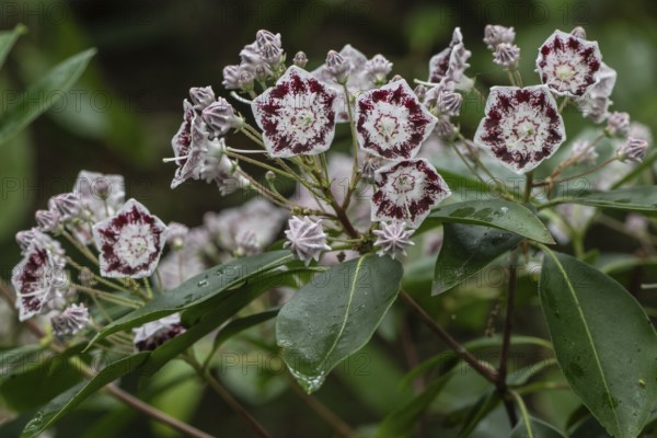 Laurel rose (Kalmia latifolia Olympic Wedding), Emsland, Lower Saxony, Germany