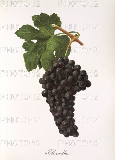 Ampelography, grape variety science, oenology, viticulture, grape, grapevine, Alvarelhao grape, is one of the older grape varieties in Portugal, digitally enhanced reproduction of an original by Jules Tronca (1855 to 1915), Historical