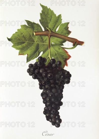 Ampelography, grape variety science, oenology, viticulture, grape, grapevine, César is an autochthonous red wine variety from the north of France, digitally enhanced reproduction of an original by Jules Tronca (1855 to 1915), Historical