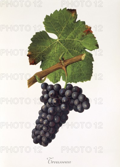 Ampelography, grape variety, oenology, viticulture, grape, grapevine, Trousseau grape is a red wine variety native to the Jura, digitally enhanced reproduction of an original by Jules Tronca (1855 to 1915), Historical