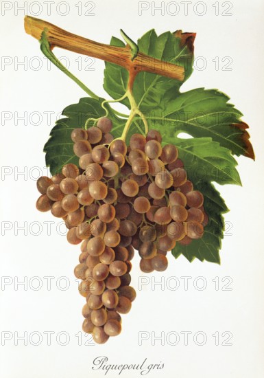 Ampelography, grape variety, oenology, viticulture, grape, grapevine, Piquepoul Gris grape, white wine variety with grey to rosé-coloured grapes, which is permitted in French wines, digitally enhanced reproduction of an original by Jules Tronca (1855 to 1915), Historical