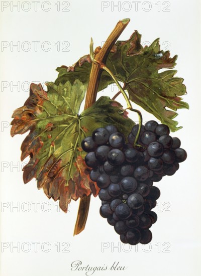 Ampelography, grape variety, oenology, viticulture, grape, grapevine, Portugais bleu grape, digitally enhanced reproduction of an original by Alexis Kreyder (1839 to 1912), Historical