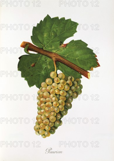 Ampelography, grape variety, oenology, viticulture, grape, grapevine, Peurion grape, digitally enhanced reproduction of an original by Jules Tronca (1855 to 1915), Historical