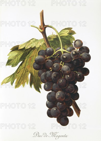 Ampelography, grape variety, oenology, viticulture, grape, grapevine, Duc de Magenta grape, digitally enhanced reproduction of an original by Alexis Kreyder (1839 to 1912), Historical