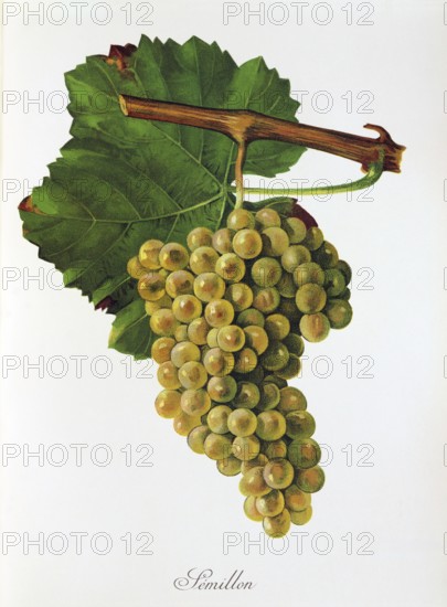 Ampelograhie, Rebsortenkunde, Önologie, Weinbau, Weintraube, Weinrebe, Sémillon is a white wine variety that is particularly widespread and important in France, digitally enhanced reproduction of an original by Jules Tronca (1855 to 1915), Historisch