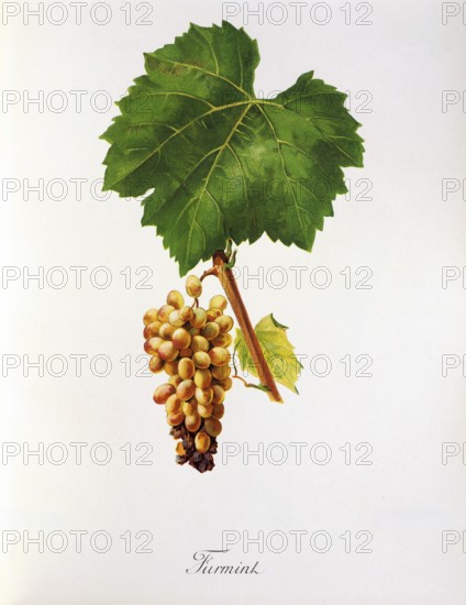 Ampelography, grape variety science, oenology, viticulture, grape, grapevine, Furmint is the autochthonous white grape variety of the Hungarian wine-growing region Tokaj, digitally enhanced reproduction of an original by Jules Tronca (1855 to 1915), Historical