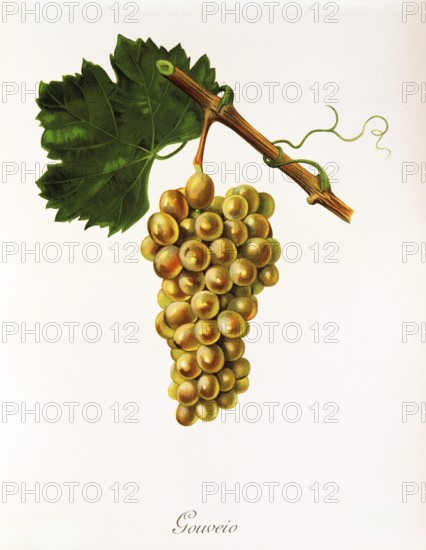 Ampelography, grape variety, oenology, viticulture, grape, grapevine, Gouveio grape, an autochthonous white wine variety from Portugal, digitally enhanced reproduction of an original by Jules Tronca (1855 to 1915), Historical