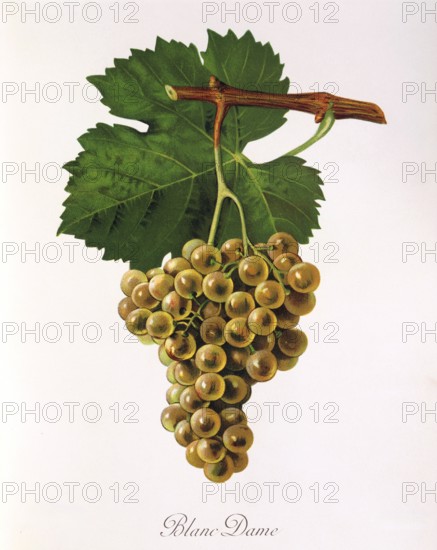 Ampelography, grape variety, oenology, viticulture, grape, grapevine, Blanc Dame, an old white wine variety grown in the Sud-Ouest wine-growing region in south-west France, digitally enhanced reproduction of an original by Jules Tronca (1855 to 1915), Historical