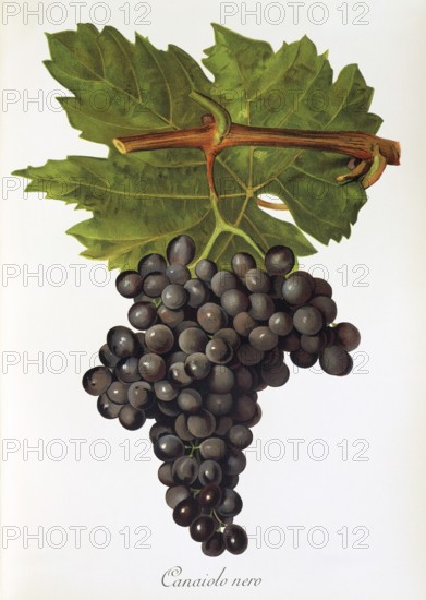 Ampelography, grape variety, oenology, viticulture, grape, grapevine, Canaiolo Nero or simply Canaiolo is an old red wine variety from Italy. Its cultivation is limited to central Italy and Sardinia, digitally enhanced reproduction of an original by Jules Tronca (1855 to 1915), Historisch