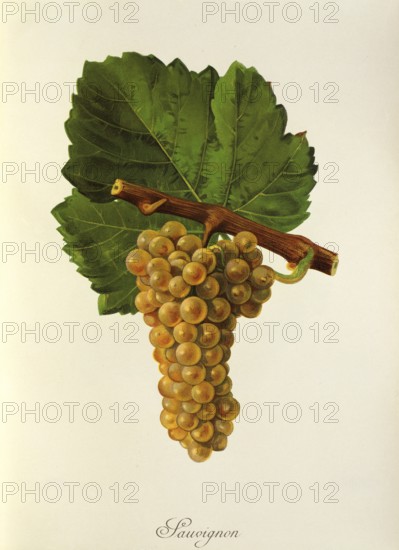 Ampelograhie, Rebsortenkunde, Önologie, Weinbau, Weintraube, Weinrebe, Sauvignon Blanc, also called Blanc Fumé, or Sauvignon Jaune, is a white wine variety with worldwide distribution, digitally enhanced reproduction of an original by Jules Tronca (1855 to 1915), Historisch