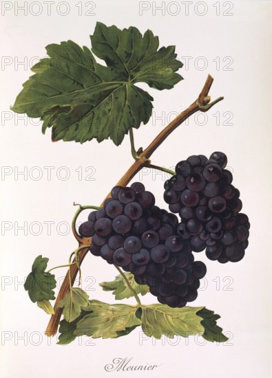 Ampelograhie, Rebsortenkunde, Önologie, Weinbau, Weintraube, Weinrebe, Pinot Meunier oder Schwarzriesling, Müllerrebe, is a red wine variety and belongs to the group of Burgundy varieties, digitally enhanced reproduction of an original by Jules Tronca (1855 to 1915), Historisch