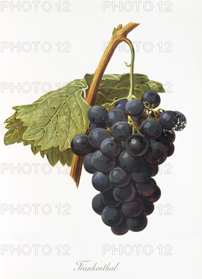 Ampelography, grape variety, oenology, viticulture, grape, grapevine, Frankenthal grape, a medium ripening black table grape from Italy, digitally enhanced reproduction of an original by Jules Tronca (1855 to 1915), Historical