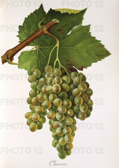 Ampelography, grape variety, oenology, viticulture, grape, grapevine, Claverie grape, white grape variety from France, digitally enhanced reproduction of an original by Jules Tronca (1855 to 1915), Historical