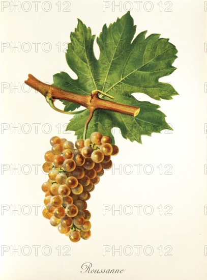 Ampelography, grape variety, oenology, viticulture, grape, grapevine, Rousanne grape, rare white wine variety grown mainly in the French Rhône Valley, Savoie and Provence, digitally enhanced reproduction of an original by Jules Tronca (1855 to 1915), Historical