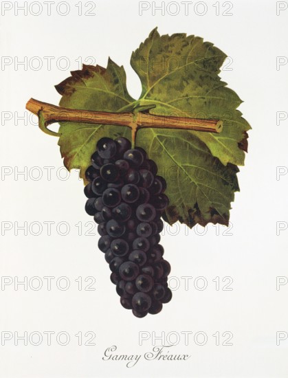 Ampelography, grape variety, oenology, viticulture, grape, grapevine, Gamay Freaux grape, digitally enhanced reproduction of an original by Jules Tronca (1855 to 1915), Historical