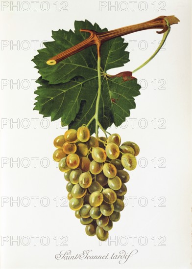 Ampelography, grape variety, oenology, viticulture, grape, grapevine, Saint-Jeannet Tardif grape, digitally enhanced reproduction of an original by Jules Tronca (1855 to 1915), Historical
