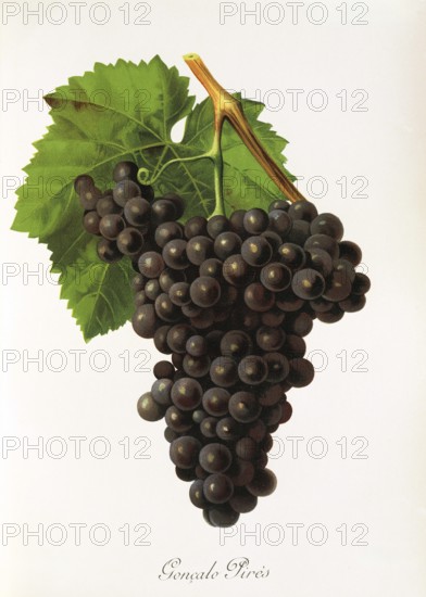 Ampelography, grape variety, oenology, viticulture, grape, grapevine, Goncalo Pires, red grape from Portugal, digitally enhanced reproduction of an original by Jules Tronca (1855 to 1915), Historical