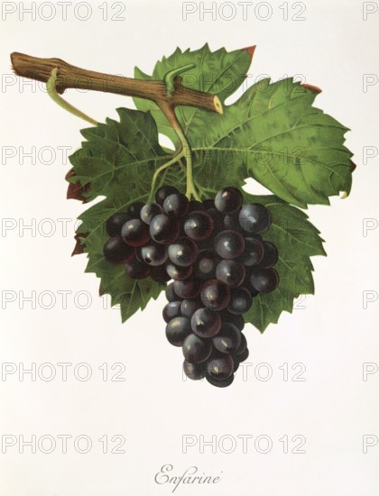 Ampelography, grape variety, oenology, viticulture, grape, grapevine, Enfarine grape, red grape variety from France, digitally enhanced reproduction of an original by Jules Tronca (1855 to 1915), Historical