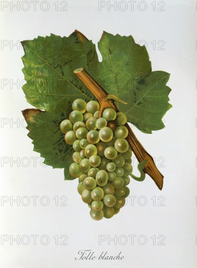 Ampelography, grape variety, oenology, viticulture, grape, grapevine, Folle Blanche grape, digitally enhanced reproduction of an original by Jules Tronca (1855 to 1915), Historical