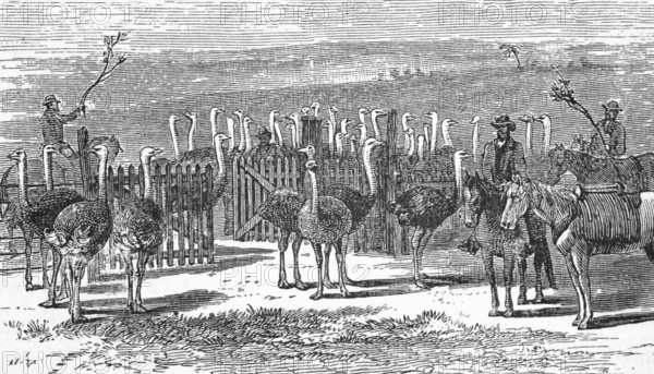 An ostrich farm, Cape Colony, around 1870, South Africa, digital reproduction of a historical model