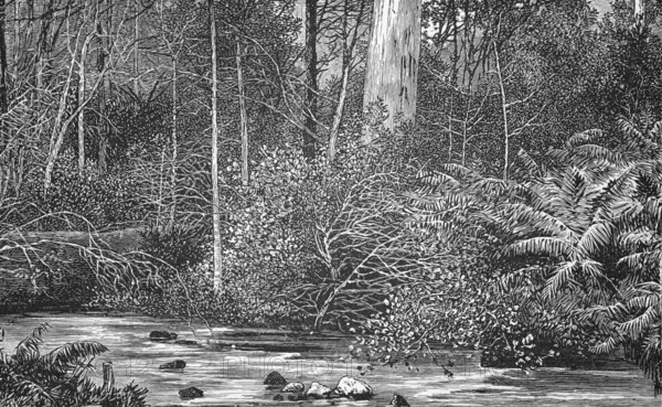 The Australian bush, around 1870, Australia, digital reproduction of a historical original