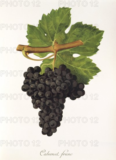 Ampelography, grape variety, oenology, viticulture, grape, grapevine, Cabernet Franc grape, digitally enhanced reproduction of an original by Jules Tronca (1855 to 1915), Historical