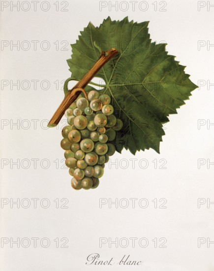 Ampelography, grape variety, oenology, viticulture, grape, grapevine, Pinot Blanc grape, digitally enhanced reproduction of an original by Jules Tronca (1855 to 1915), Historical