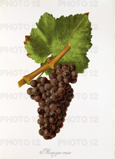Ampelography, grape variety, oenology, viticulture, grape, grapevine, Mauzac Rose grape, digitally enhanced reproduction of an original by Jules Tronca (1855 to 1915), Historical
