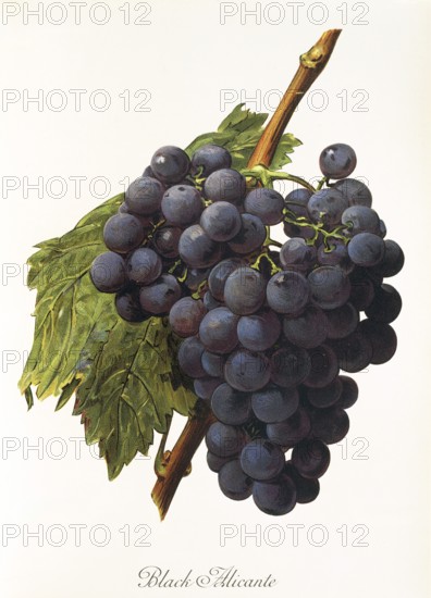 Ampelography, grape variety, oenology, viticulture, grape, grapevine, Black Alicante grape, digitally enhanced reproduction of an original by Alexis Kreyder (1839 to 1912), Historical