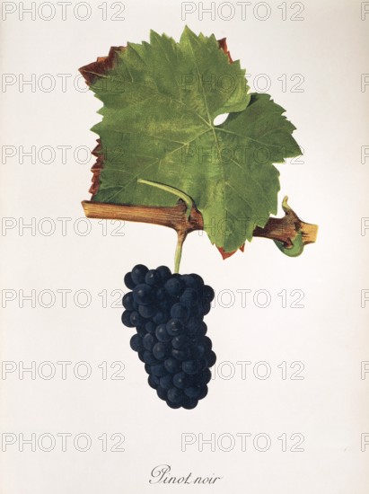 Ampelography, grape variety, oenology, viticulture, grape, grapevine, Pinot Noir grape, digitally enhanced reproduction of an original by Jules Tronca (1855 to 1915), Historical