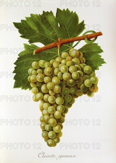 Ampelography, Grape variety, Oenology, Viticulture, Grape, Grapevine, Clairette Egreneuse grape, digitally enhanced reproduction of an original by Jules Tronca (1855 to 1915), Historical